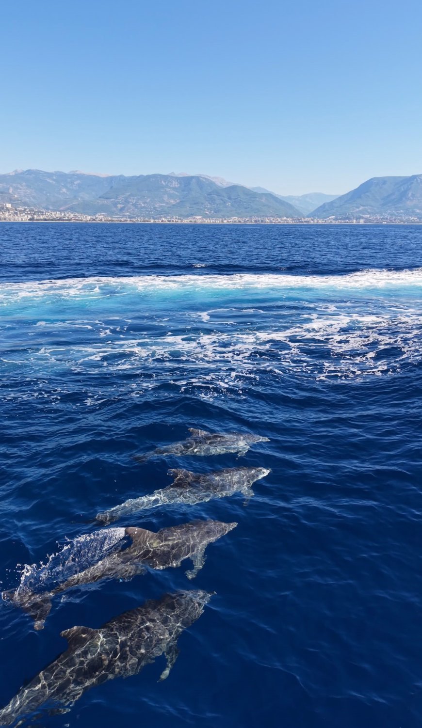 Alanya Kalesi açıklarında yunus sürüsü görüntülendi: Turistlerin ilgi odağı oldu