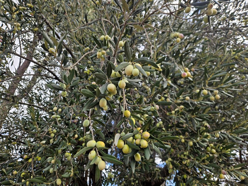Antalya'da zeytin üretiminde yüzde 40 artış bekleniyor: Ağaçlar meyveyle doldu