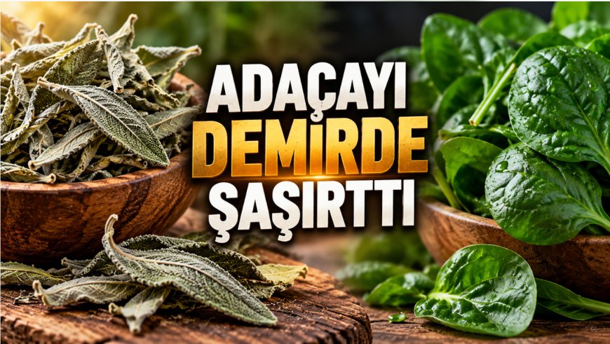 Ispanağı geride bıraktı! Adaçayının demir miktarı şaşırttı: Herkes aynı hatayı yapıyor