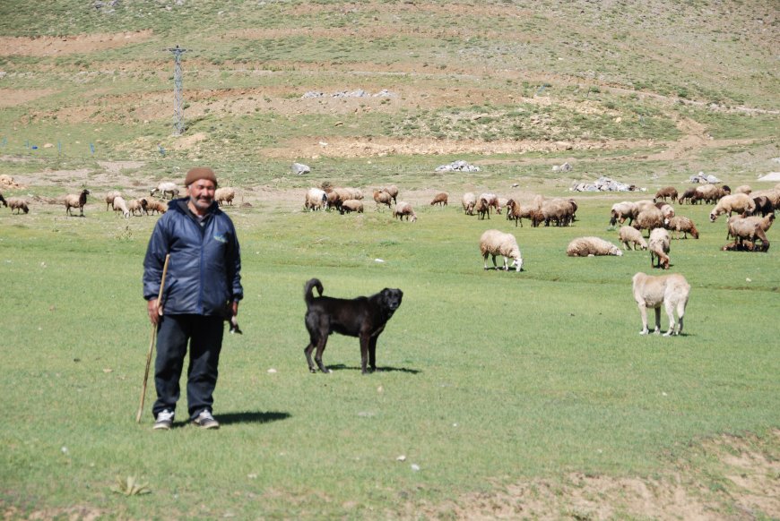 Toroslar’da Yörük göçü: Alanyalı ailelerin yayladan sahile dönüşü başladı