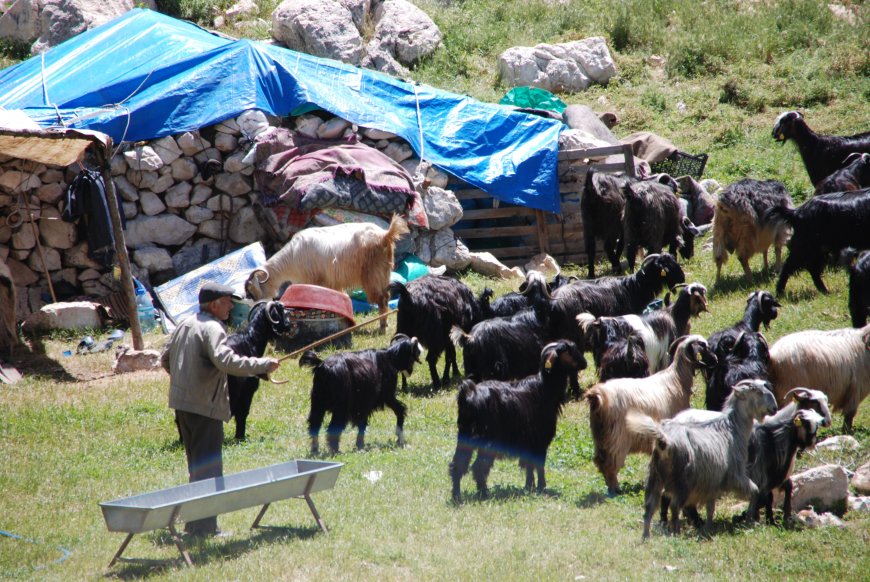 Toroslar’da Yörük göçü: Alanyalı ailelerin yayladan sahile dönüşü başladı