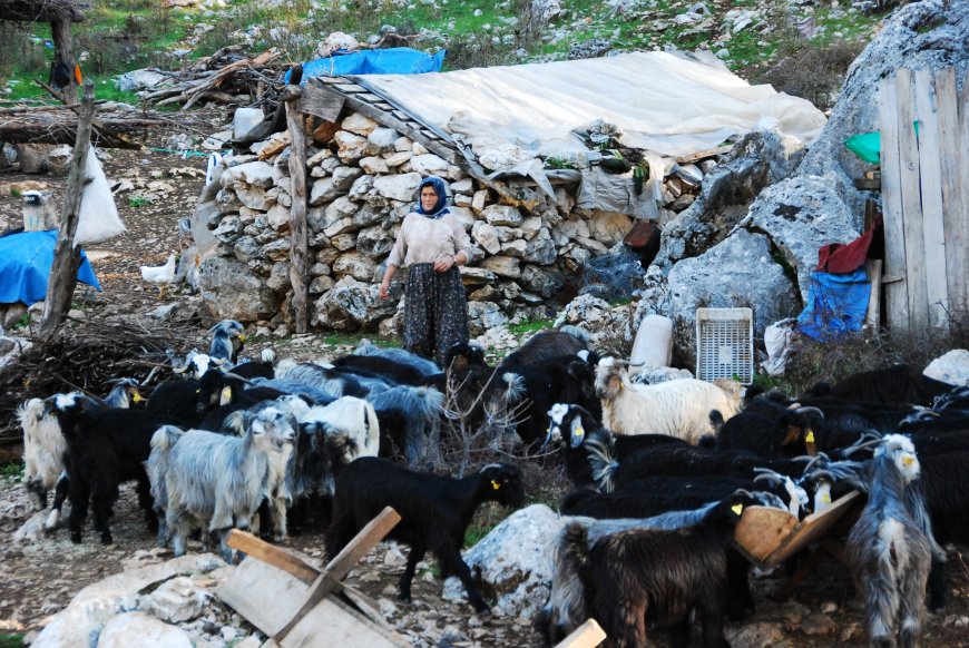Toroslar’da Yörük göçü: Alanyalı ailelerin yayladan sahile dönüşü başladı