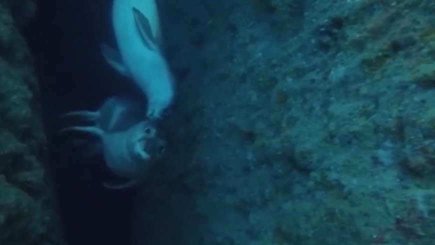 Alanya’da Akdeniz fokları için mağaralar temizlendi, fotokapanlar kuruldu