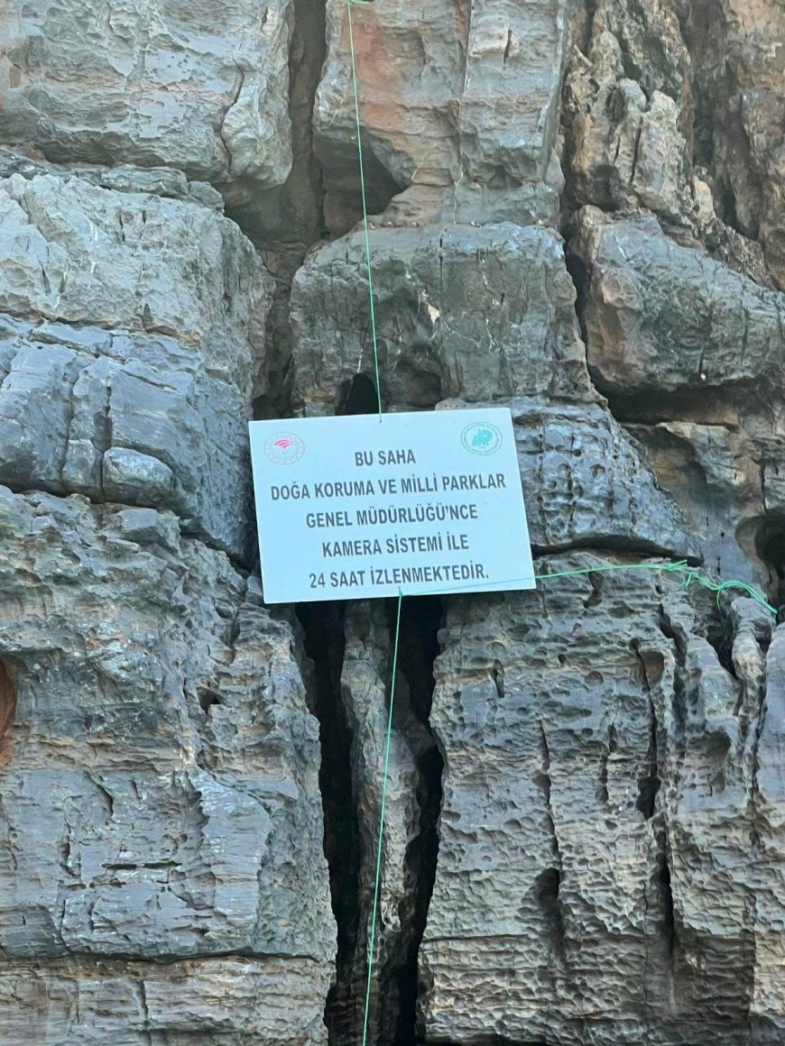 Alanya’da Akdeniz fokları için mağaralar temizlendi, fotokapanlar kuruldu