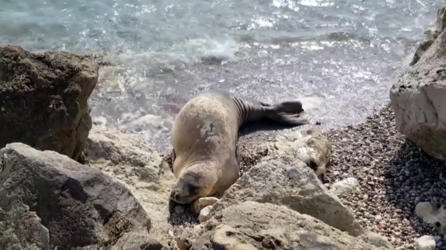 Alanya’da Akdeniz fokları için mağaralar temizlendi, fotokapanlar kuruldu
