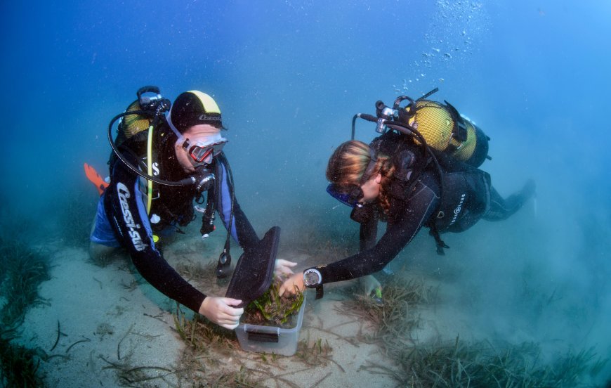 Kemer Üç Adalar’da deniz yaşamını koruma projesi: Üç yıllık çalışma başladı