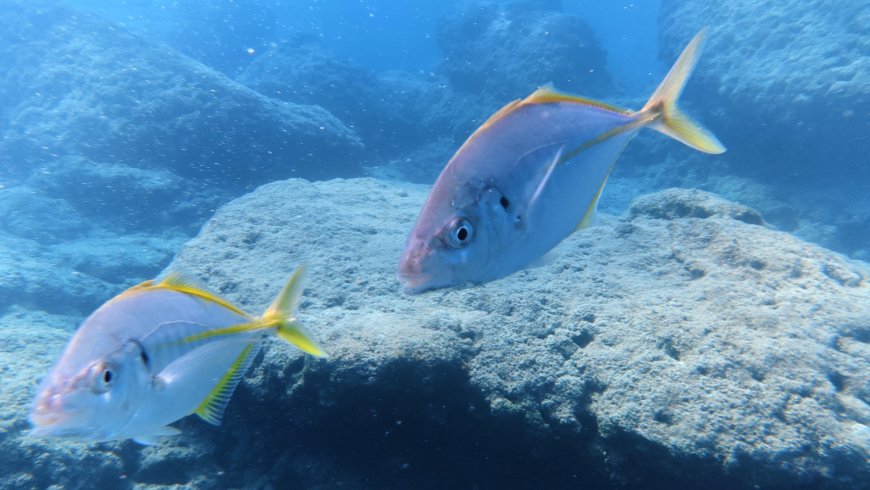 Kemer Üç Adalar’da deniz yaşamını koruma projesi: Üç yıllık çalışma başladı